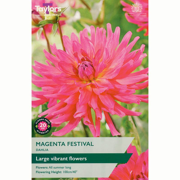 Dahlia ‘Magenta Festival’ with Pink Flowers (1 Tuber) image 0