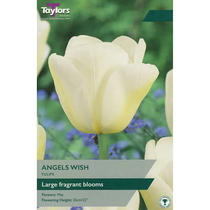 Tulip 'Angels Wish' (7 bulbs) image 0