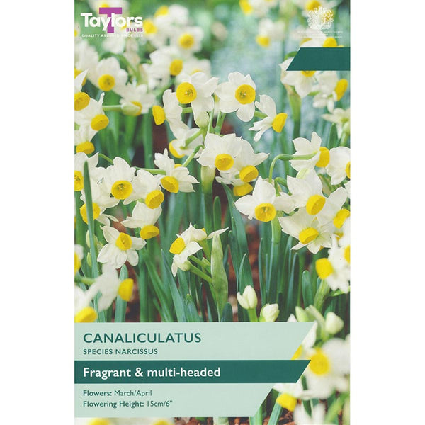 Narcissus ‘Canaliculatus’ (12 Bulbs) image 0