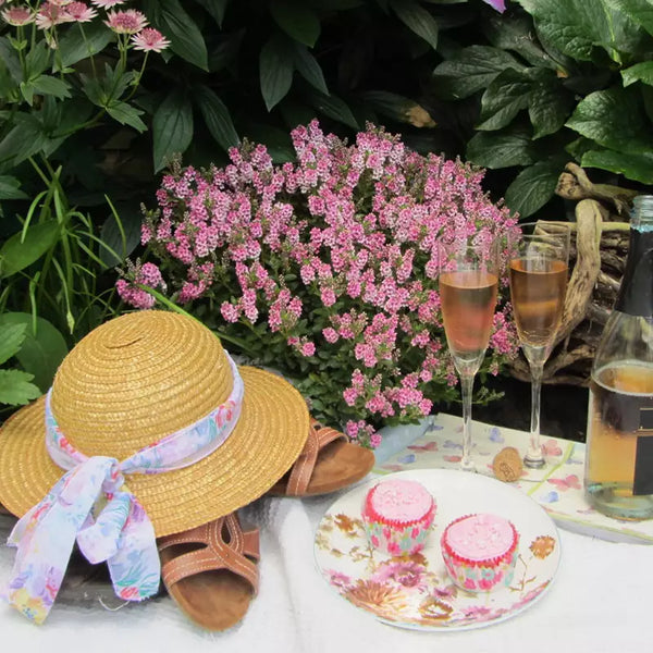 Hebe 'Pink Fizz' image 1