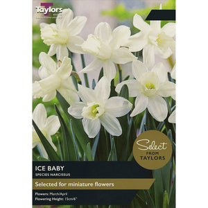 Narcissus ‘Ice Baby’ Daffodils (9 bulbs) image 0