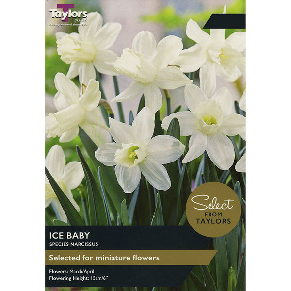 Narcissus ‘Ice Baby’ Daffodils (9 bulbs) image 0