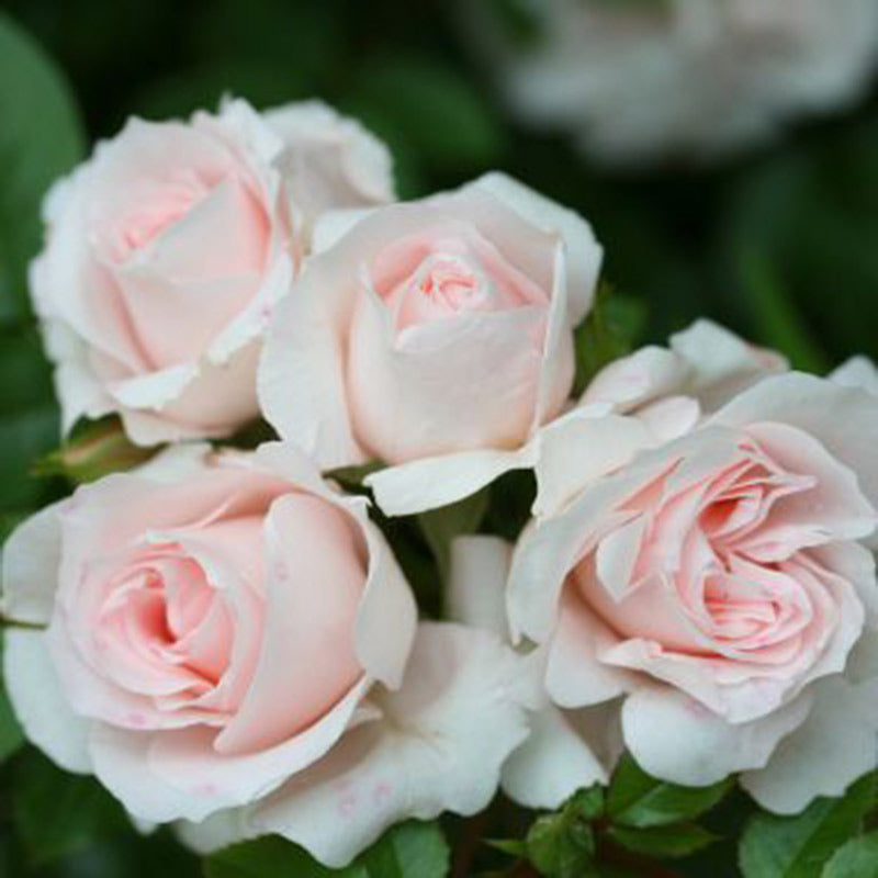 Whartons Roses ‘Lovely Bride’ Patio Rose (3-Litre Pot) image 0
