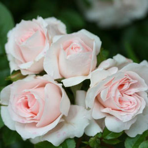 Whartons Roses ‘Lovely Bride’ Patio Rose (3-Litre Pot) image 0