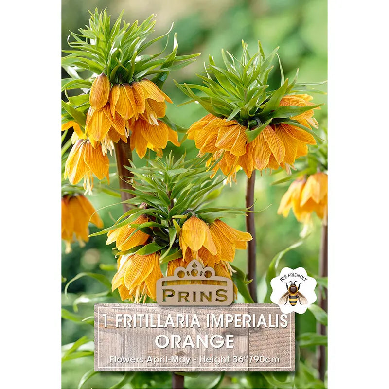 Fritillaria imperialis 'Orange' (1 bulb) image 0