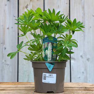 Lupin ‘Legendary White Shades’ (2-Litre Pot) image 0