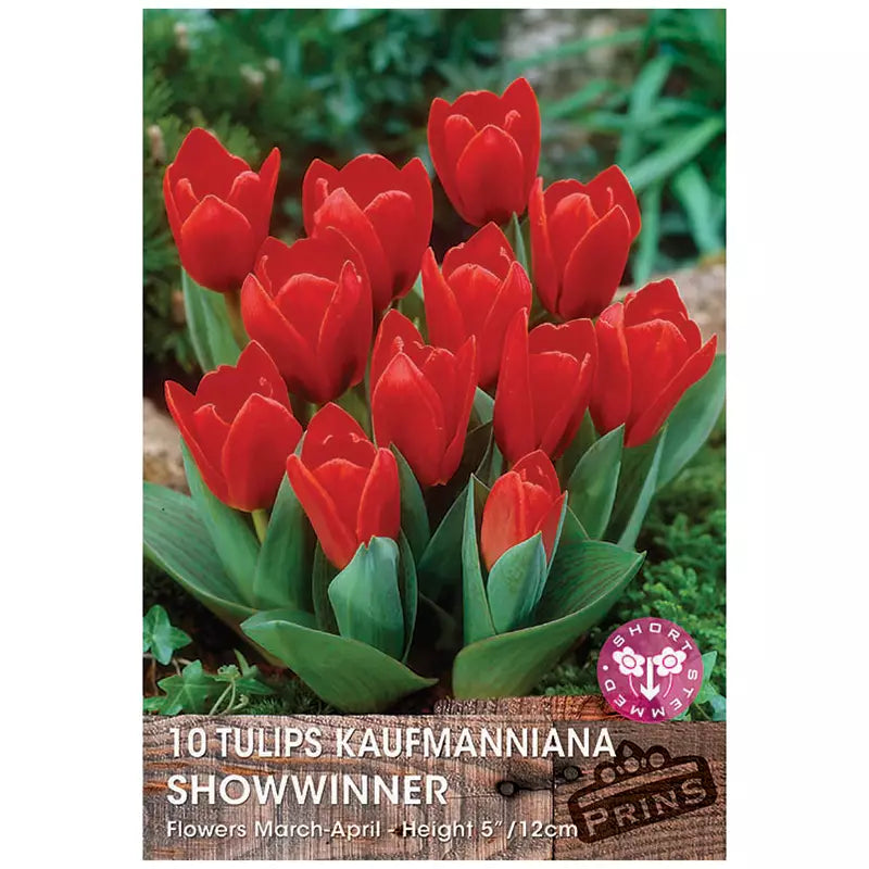 Tulip 'Showwinner' (10 bulbs) image 0