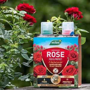 Westland Rose 2 in 1 Feed & Protect image 4