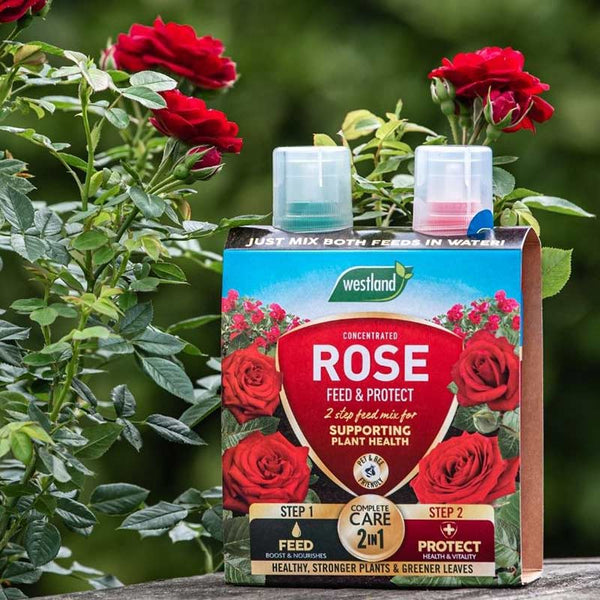 Westland Rose 2 in 1 Feed & Protect image 4