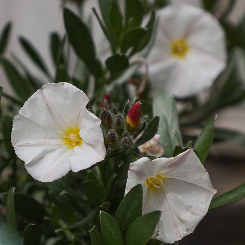 Convolvulus ‘Cneorum’ (2-Litre Pot) image 0