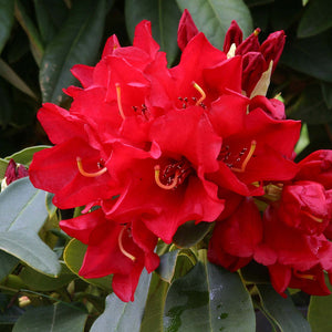 Dwarf Rhododendron ‘Gertrude Schale’ (3-Litre Pot) image 0