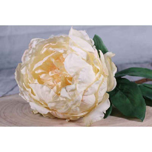 Single Cream Peony Stem (71cm) image 1