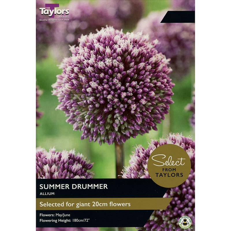 Allium ‘Summer Drummer’ (7 Bulbs) image 0