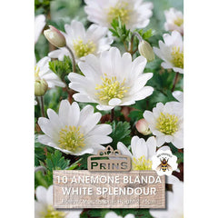 Anemone 'Blanda White Splendour' (10 bulbs) image 0