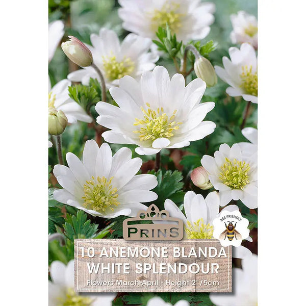 Anemone 'Blanda White Splendour' (10 bulbs) image 0
