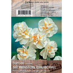 Narcissus ‘Sir Winston Churchill’ Double Daffodil (3kg Bag of Bulbs) image 0