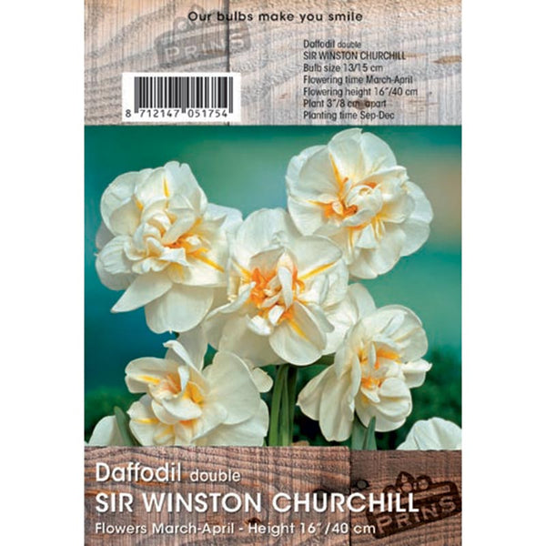 Narcissus ‘Sir Winston Churchill’ Double Daffodil (3kg Bag of Bulbs) image 0
