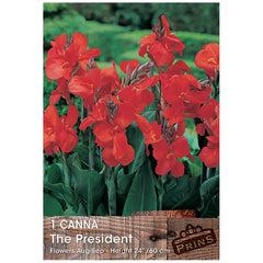 Canna 'The President' (1 bulb) image 0