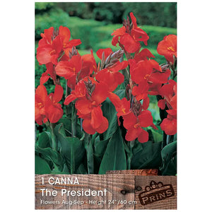 Canna 'The President' (1 bulb) image 0