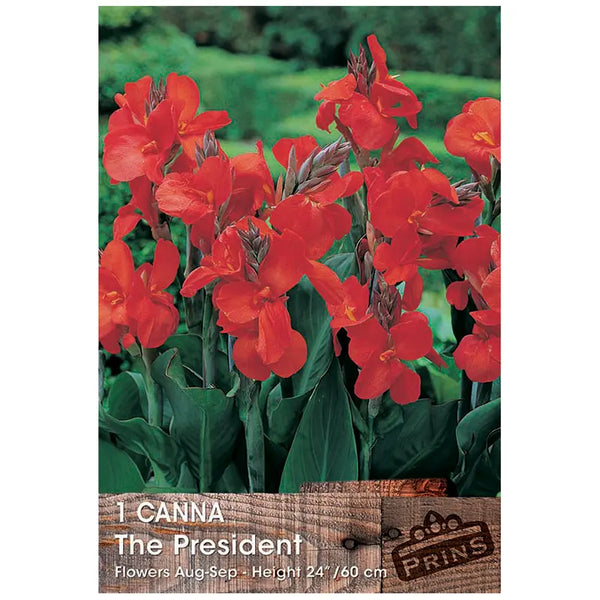 Canna 'The President' (1 bulb) image 0