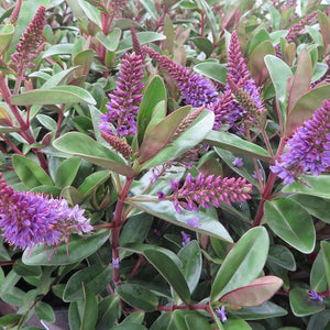 Hebe Addenda® ‘Donna Anna’ (2-Litre Pot) image 0