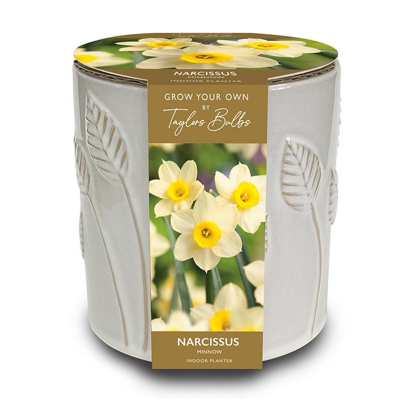 Embossed Ceramic Leaf Planter with Narcissus Minow (5 Bulbs) image 0