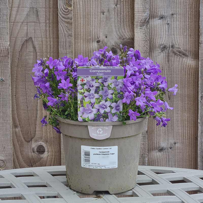 Campanula portenschlagiana ‘Sago’ (2-Litre Pot) image 0