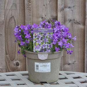 Campanula portenschlagiana ‘Sago’ (2-Litre Pot) image 1