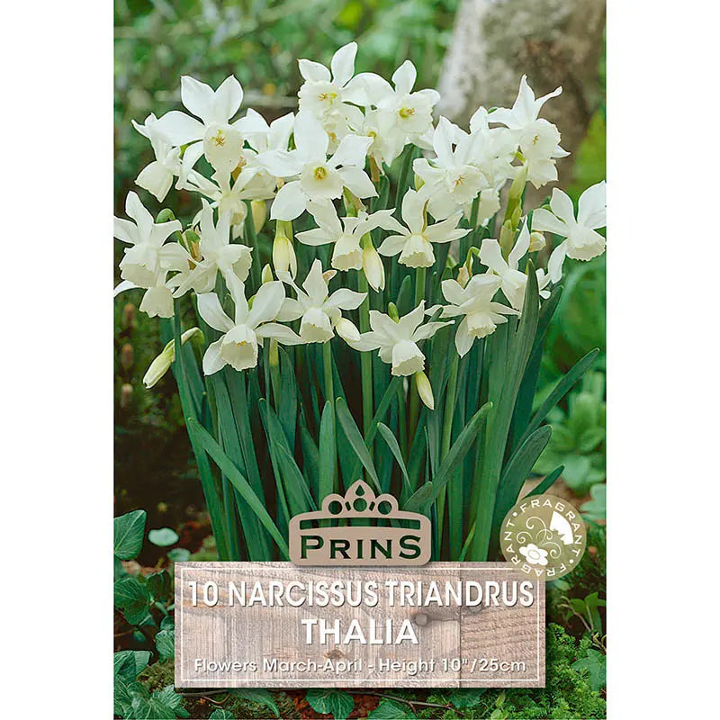 Narcissus 'Thalia' (10 bulbs) image 0