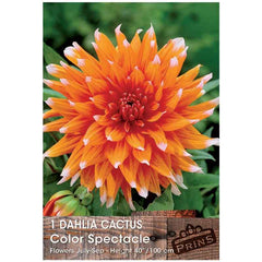 Dahlia Cactus 'Color Spectacle' (1 tuber) image 0