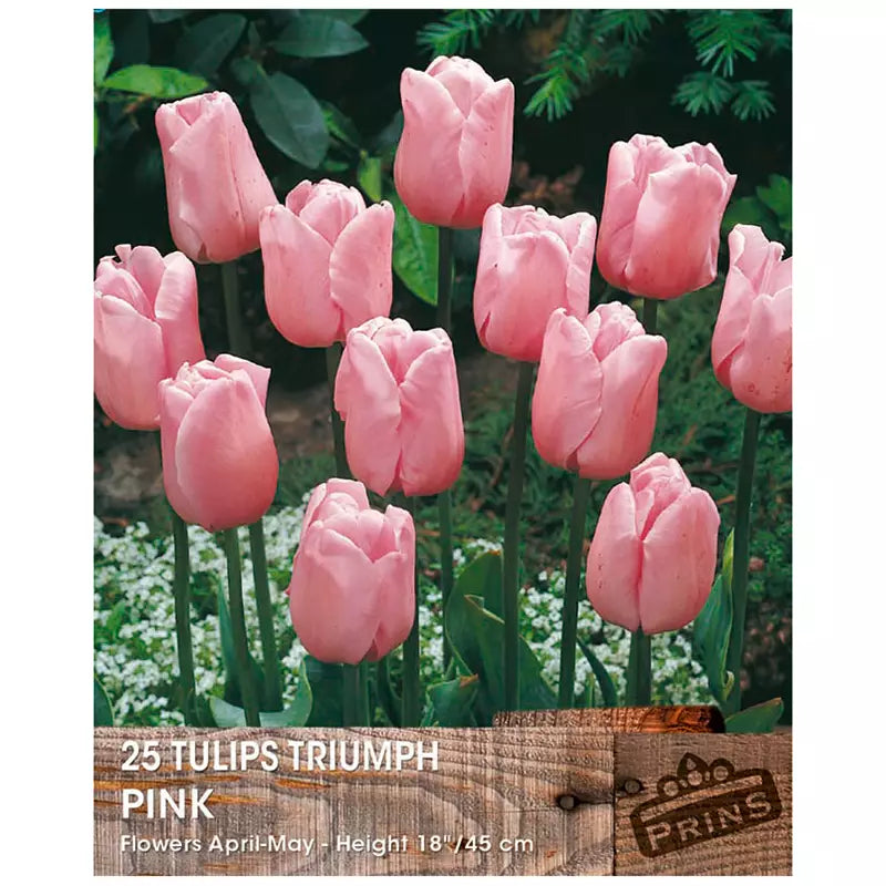 Tulip 'Triumph Pink' (25 bulbs) image 0