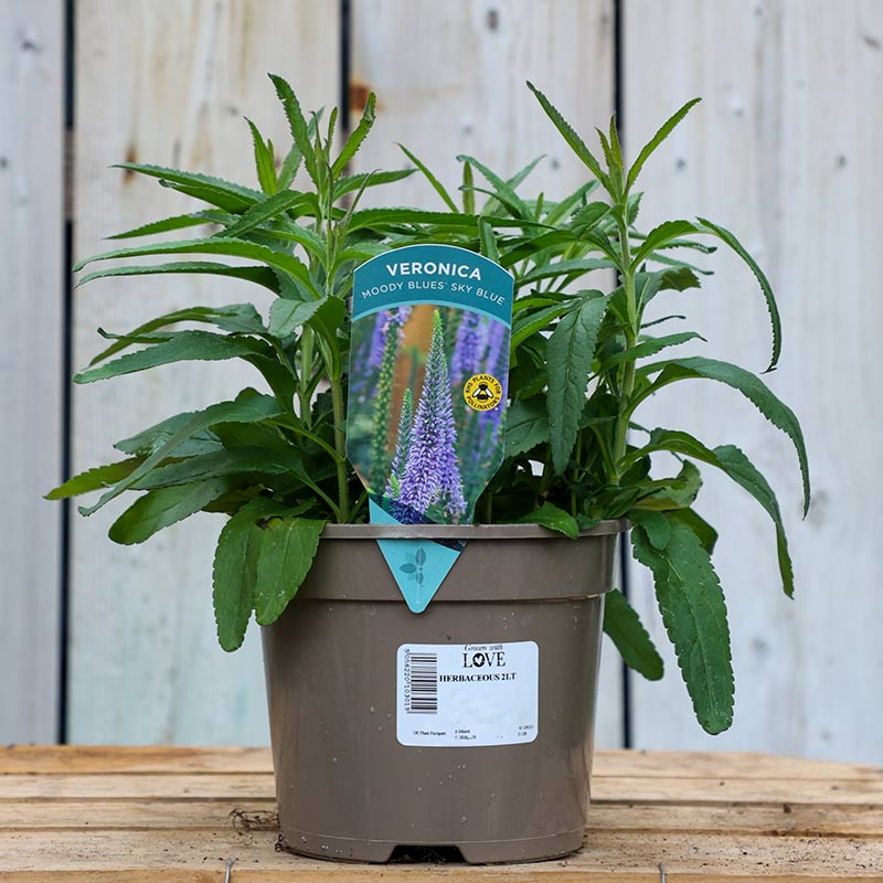 Veronica ‘Moody Blues Blue Sky’ (2-Litre Pot) image 0