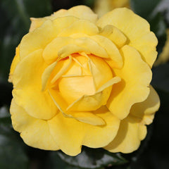 Whartons Roses ‘Happy Golden Wedding’ Shrub Rose image 0