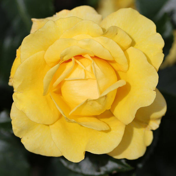 Whartons Roses ‘Happy Golden Wedding’ Shrub Rose image 0