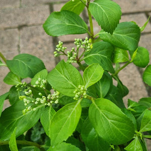 Garland Hydrangea 'Runaway Bride' (2-Litre Pot) image 1
