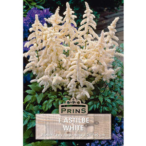 Astilbe 'White' (1 bulb) image 0
