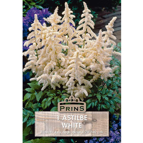 Astilbe 'White' (1 bulb) image 0