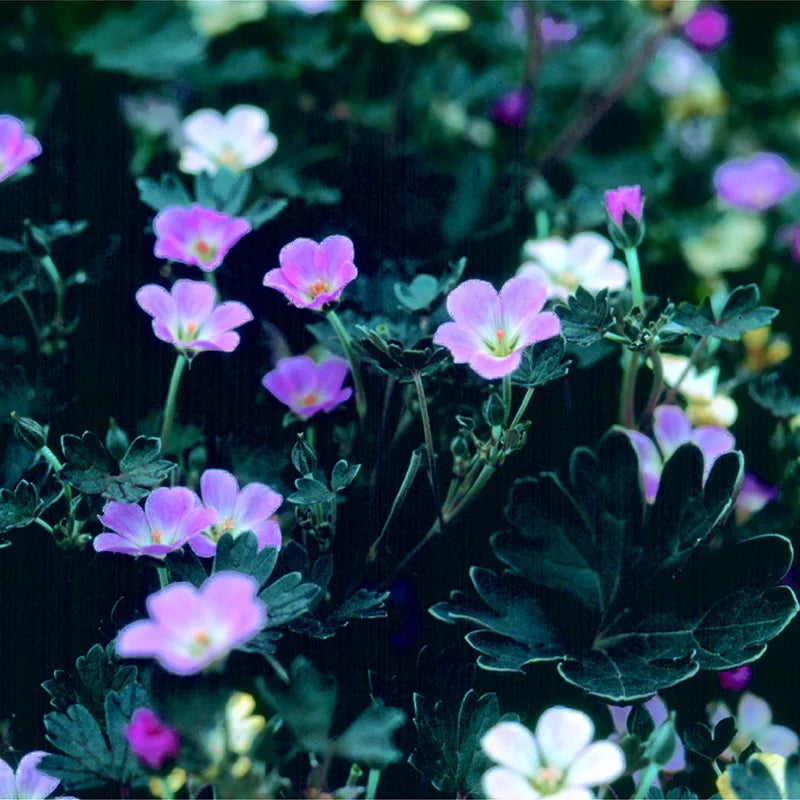 Geranium 'Chocolate Candy' image 0