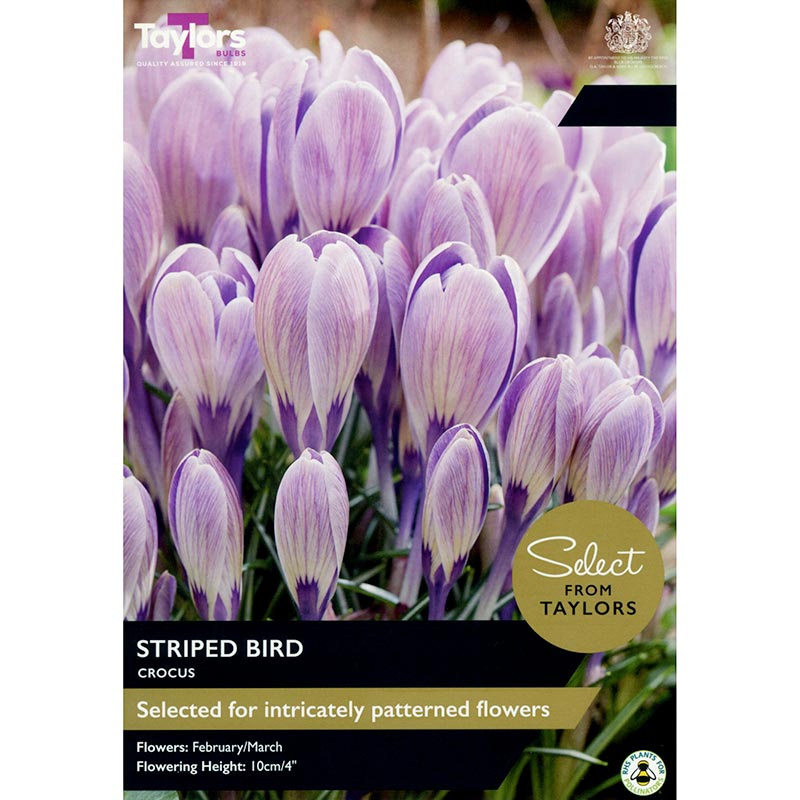 Crocus ‘Striped Bird’ (15 Bulbs) image 0