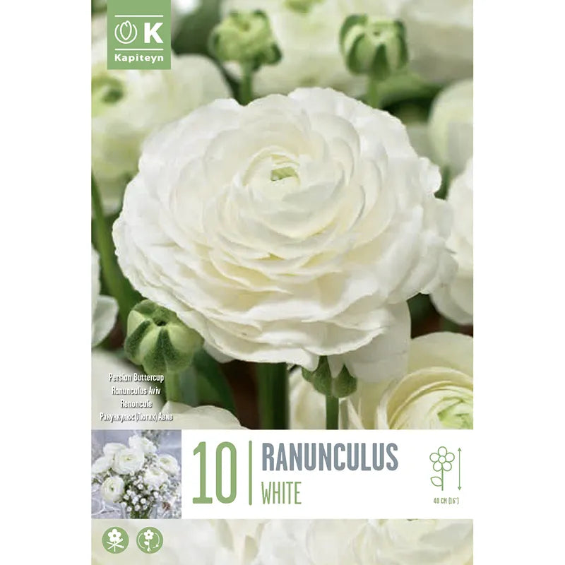 Ranunculus Aviv 'White' (10 bulbs) image 0