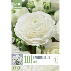 Ranunculus Aviv 'White' (10 bulbs) image 0