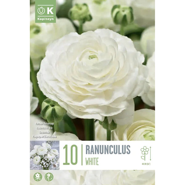 Ranunculus Aviv 'White' (10 bulbs) image 0