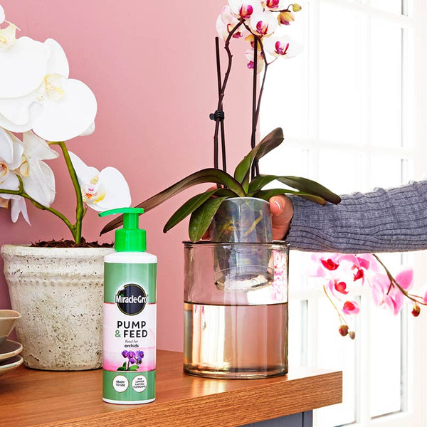Miracle-Gro Pump & Feed for Orchids (200ml) image 3