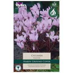 Cyclamen cilicium (2 bulbs) image 0