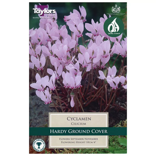 Cyclamen cilicium (2 bulbs) image 0