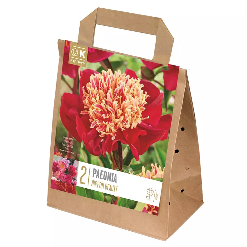Paeonia 'Nippon Beauty' (2 bulbs) image 0