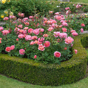 David Austin Boscobel® English Shrub Rose (6-Litre Pot) image 2
