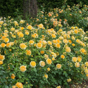 David Austin Molineux® English Shrub Rose (6-Litre Pot) image 1
