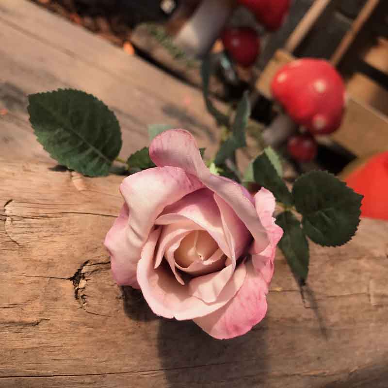Single Antique Pink Celia Rose Stem (71cm) image 0