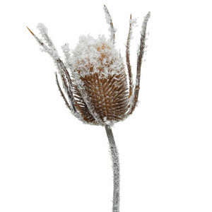 Everlands Frosted Teasel Stem (74cm) image 0